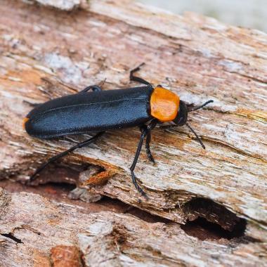 Red-necked dusky beetle, black orange colored beetle with elongated body sits on dead wood