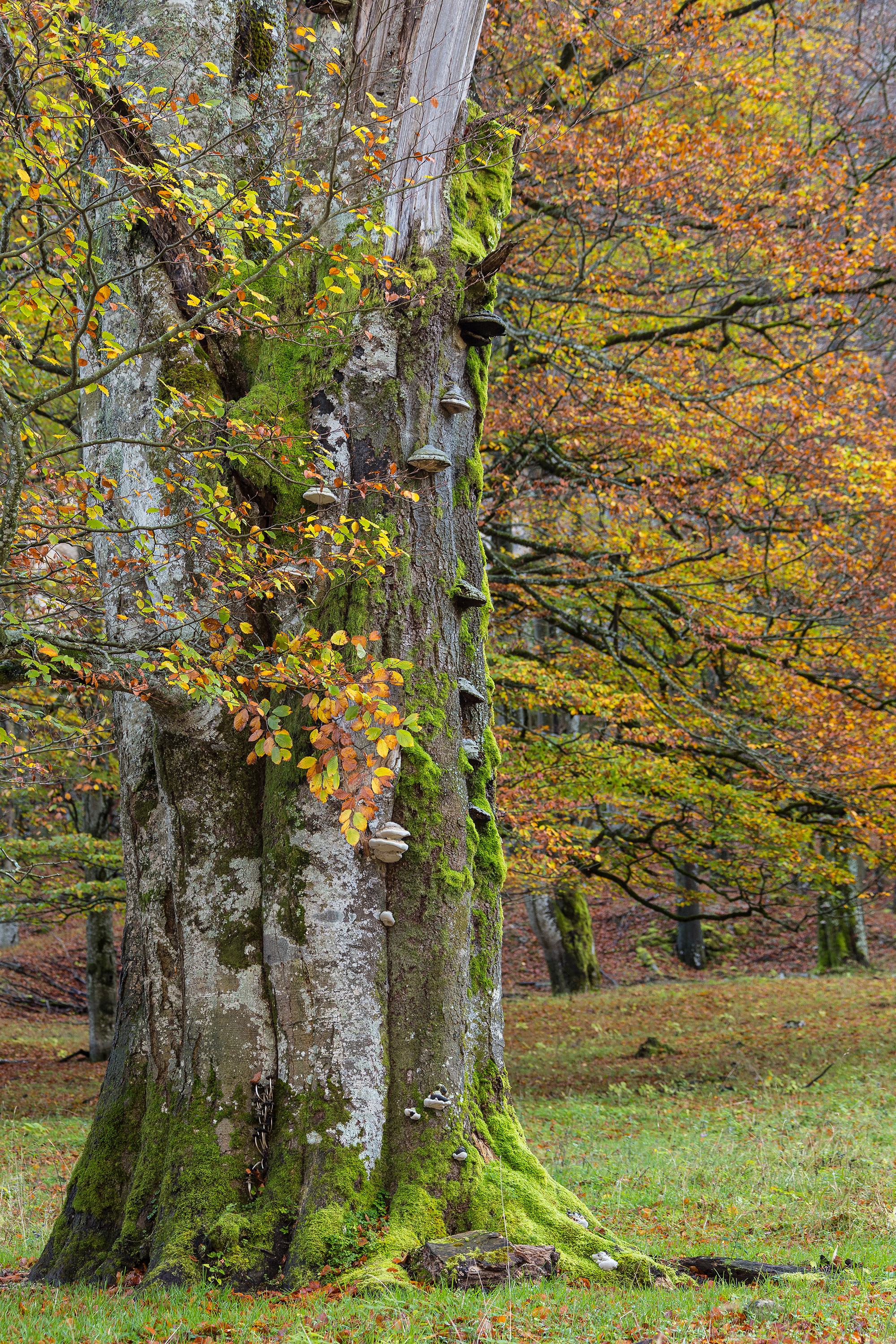 Tree fungi grow from the trunk of a large beech tree in autumnal colors