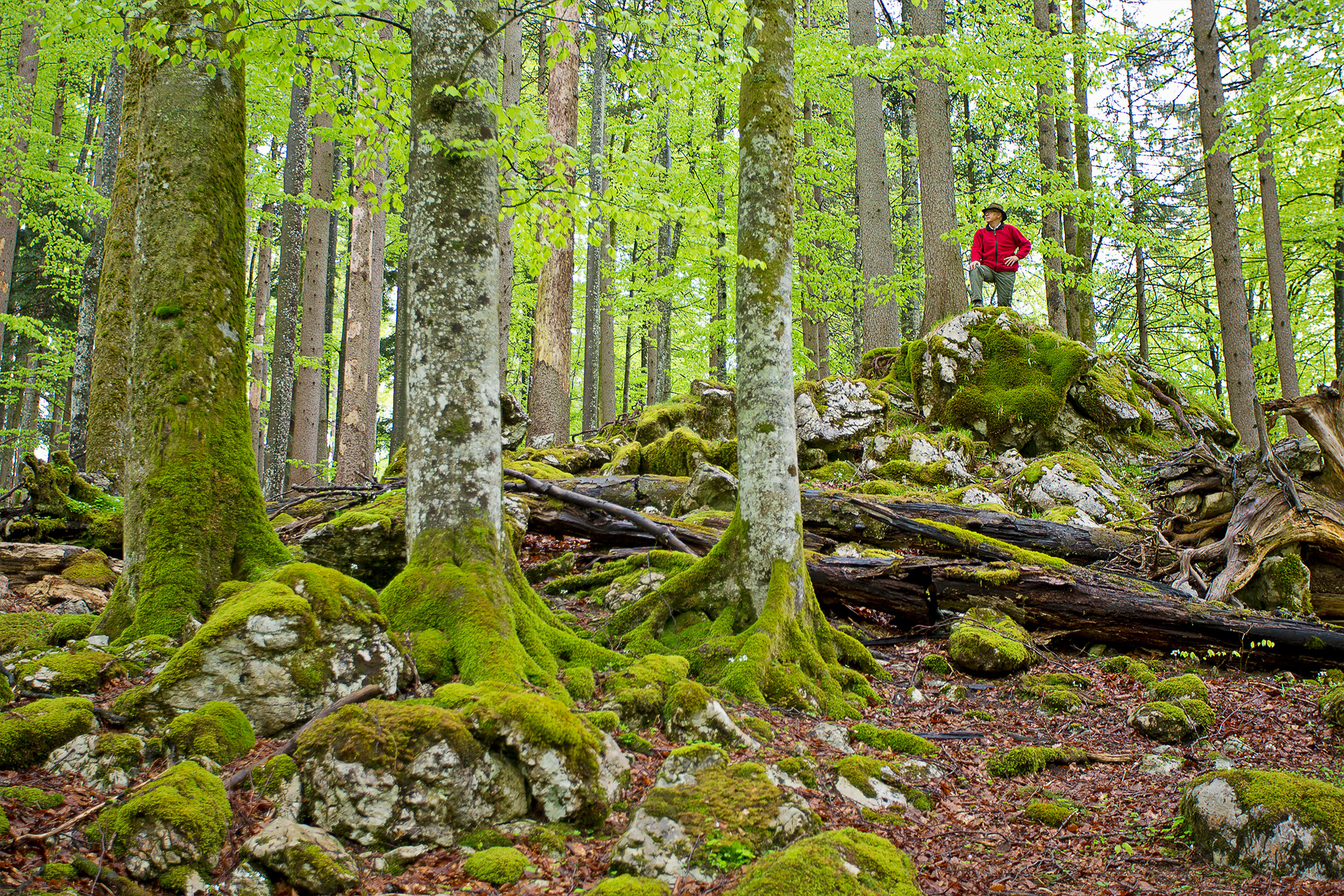 A hiker stands on a rock in the beech forest and looks at the fresh beech leaves