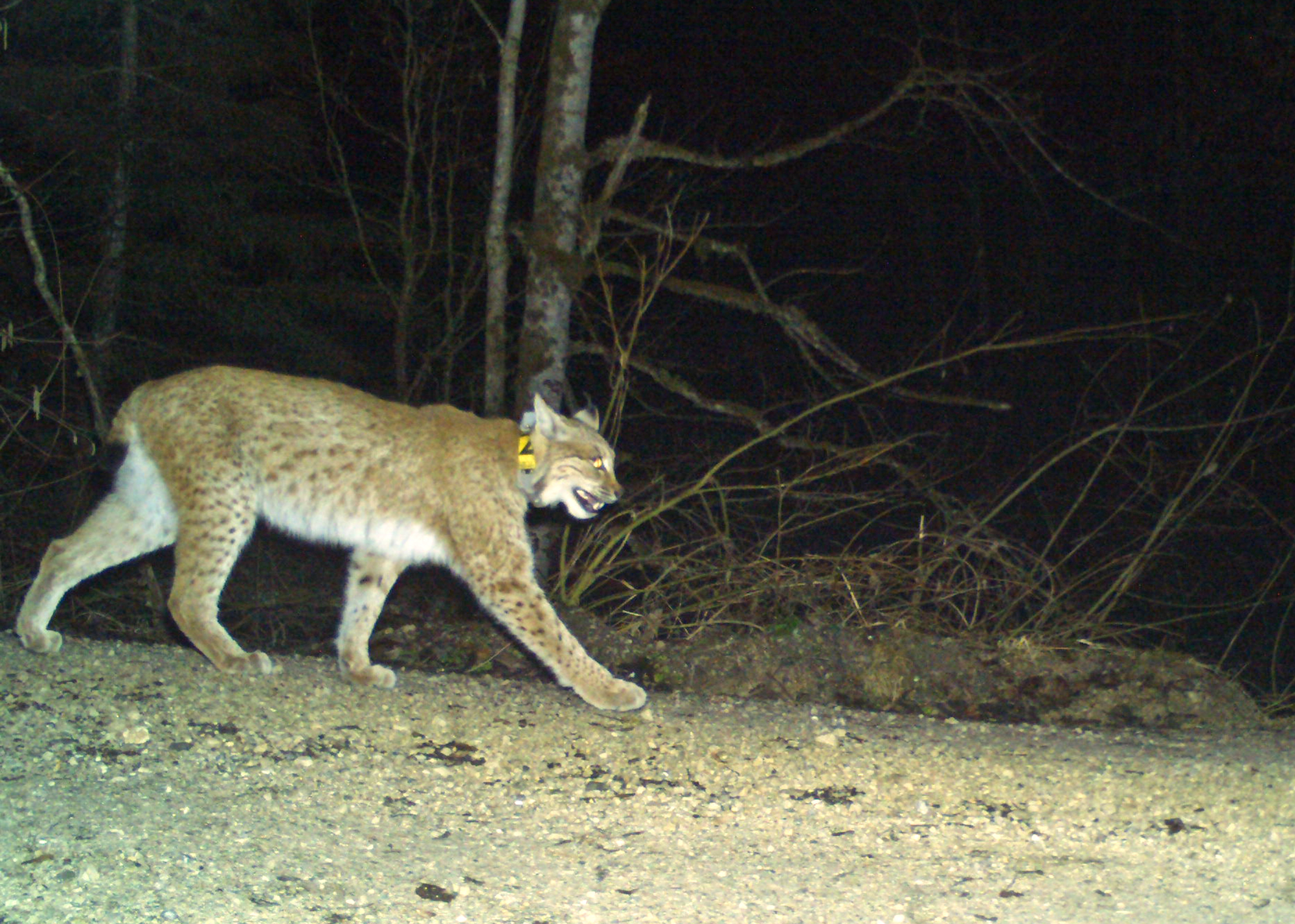 Night-time photo trap image shows lynx Norik
