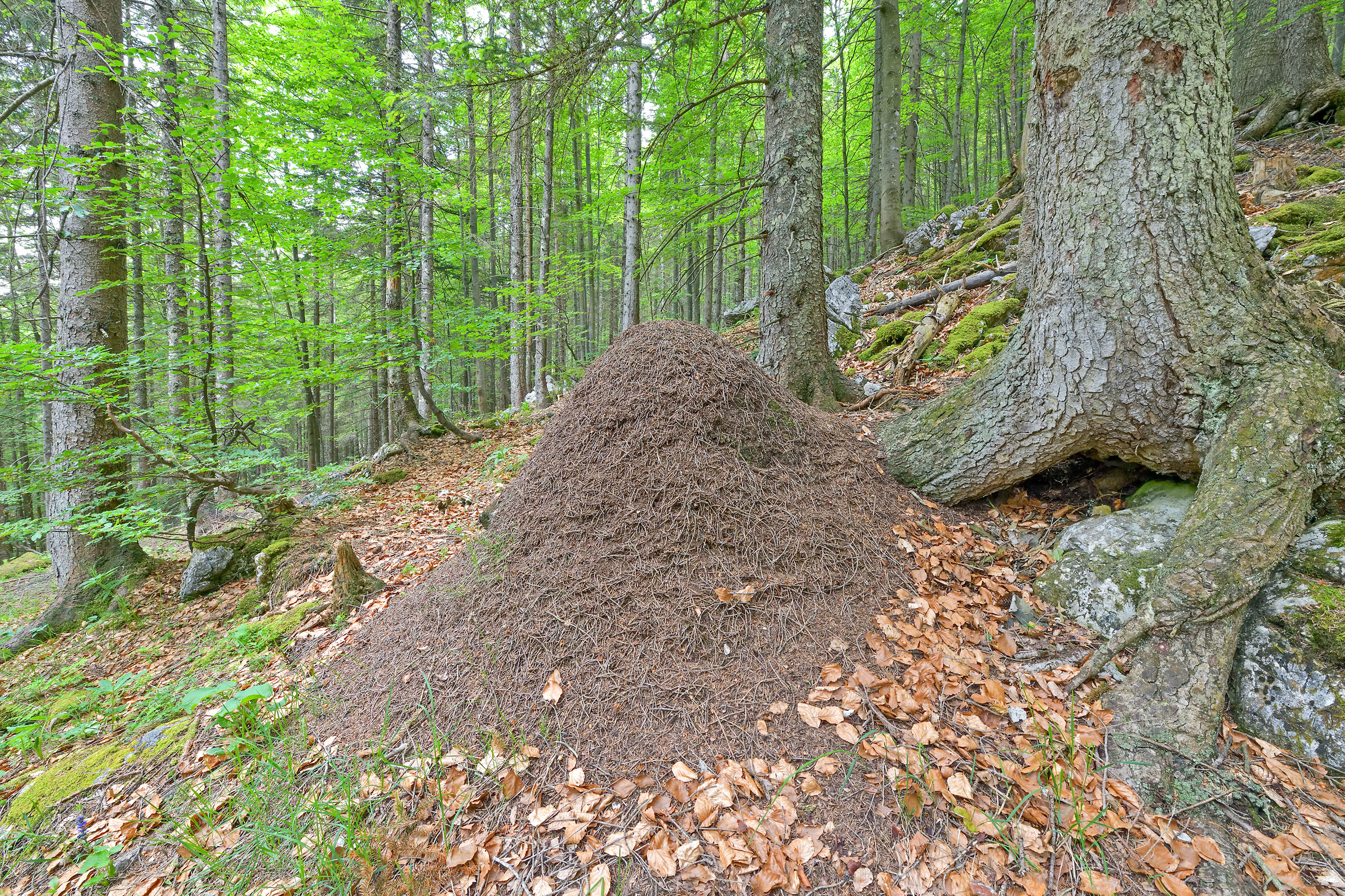 Wood anthill in a spring green forest